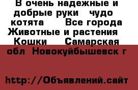 В очень надежные и добрые руки - чудо - котята!!! - Все города Животные и растения » Кошки   . Самарская обл.,Новокуйбышевск г.